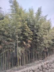 持敬斋随笔